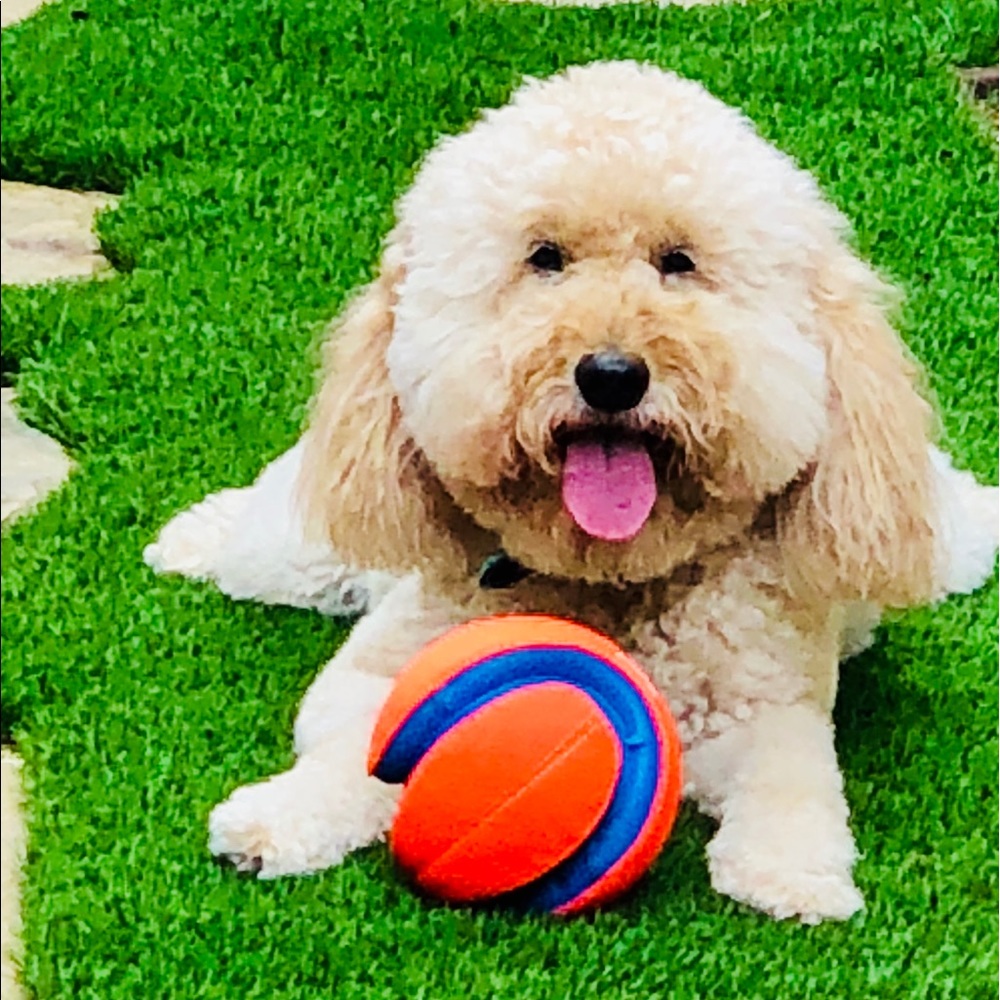 Meet your Posher, Michelle